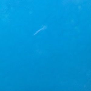 Meet your Posher, Dejan